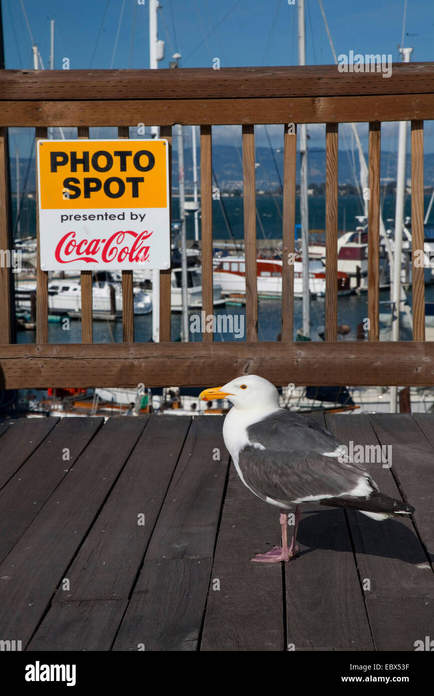 herring gull (Larus argentatus), sitting on a boardwalk at a photo spot