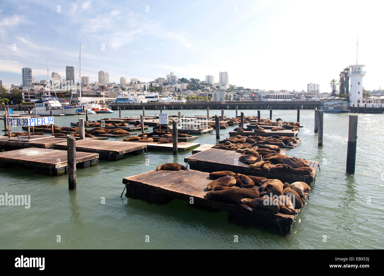 Californian sea lion (Zalophus californianus), sunbathing on Pier 29 in san Francisco, USA, California, Fisherman's Wharf, San Francisco Stock Photo