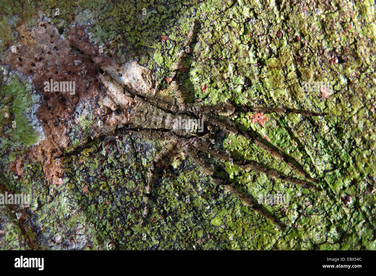 tropical spider sitting on tree bark in tropical rainforest, India