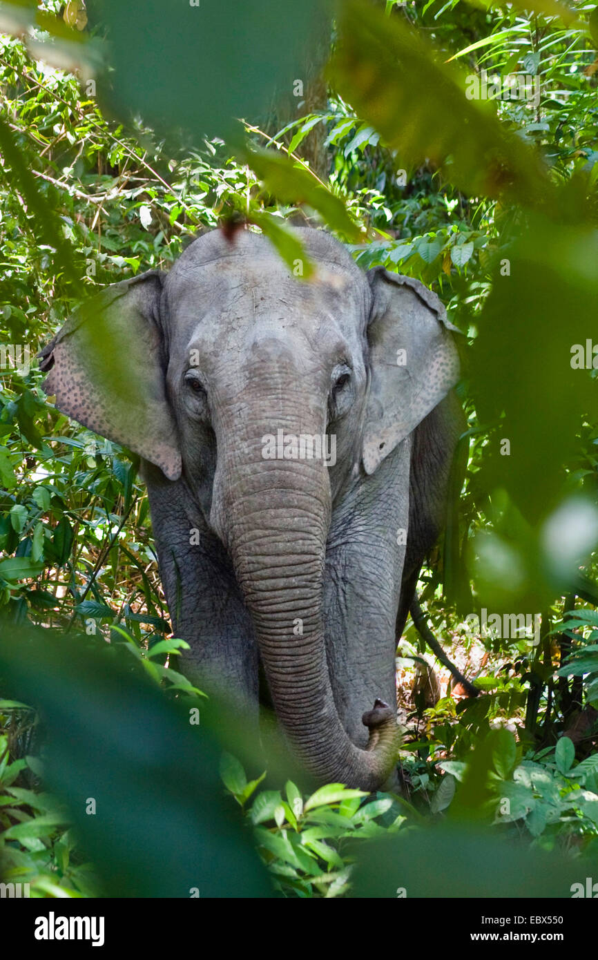 Indian elephant (Elephas maximus indicus, Elephas maximus bengalensis), working elephant in jungle, India, Andaman Islands, Havelock Island Stock Photo