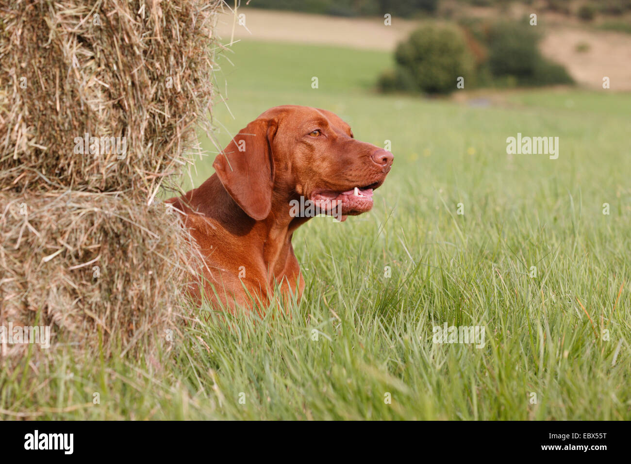 Hungarian Short-haired Pointing Dog (Canis lupus f. familiaris), lying in a meadow behind hay bales Stock Photo