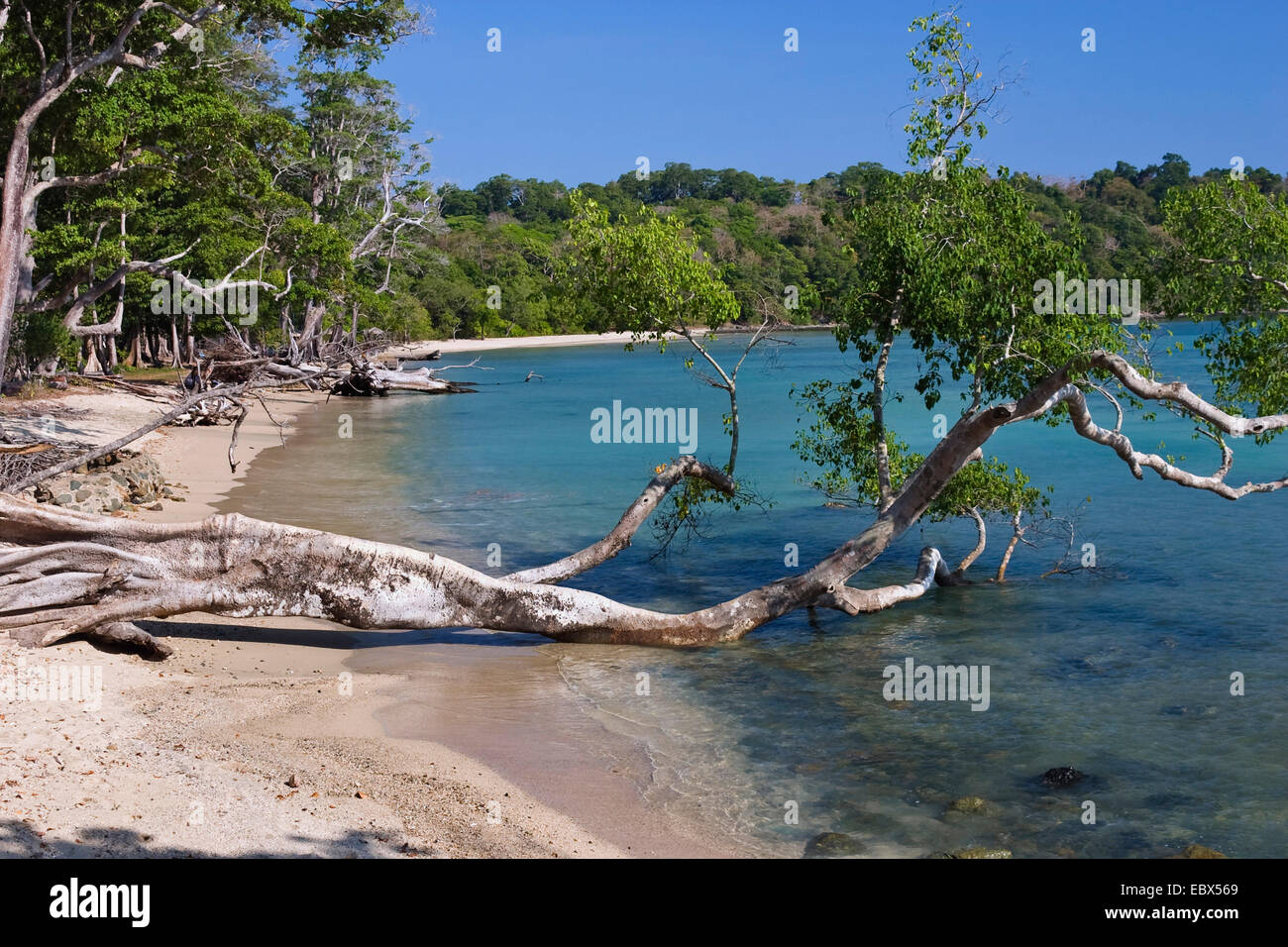 Coastal Rainforest in the bay of Chiriya Tapu South-Andaman, India, Andaman Islands Stock Photo