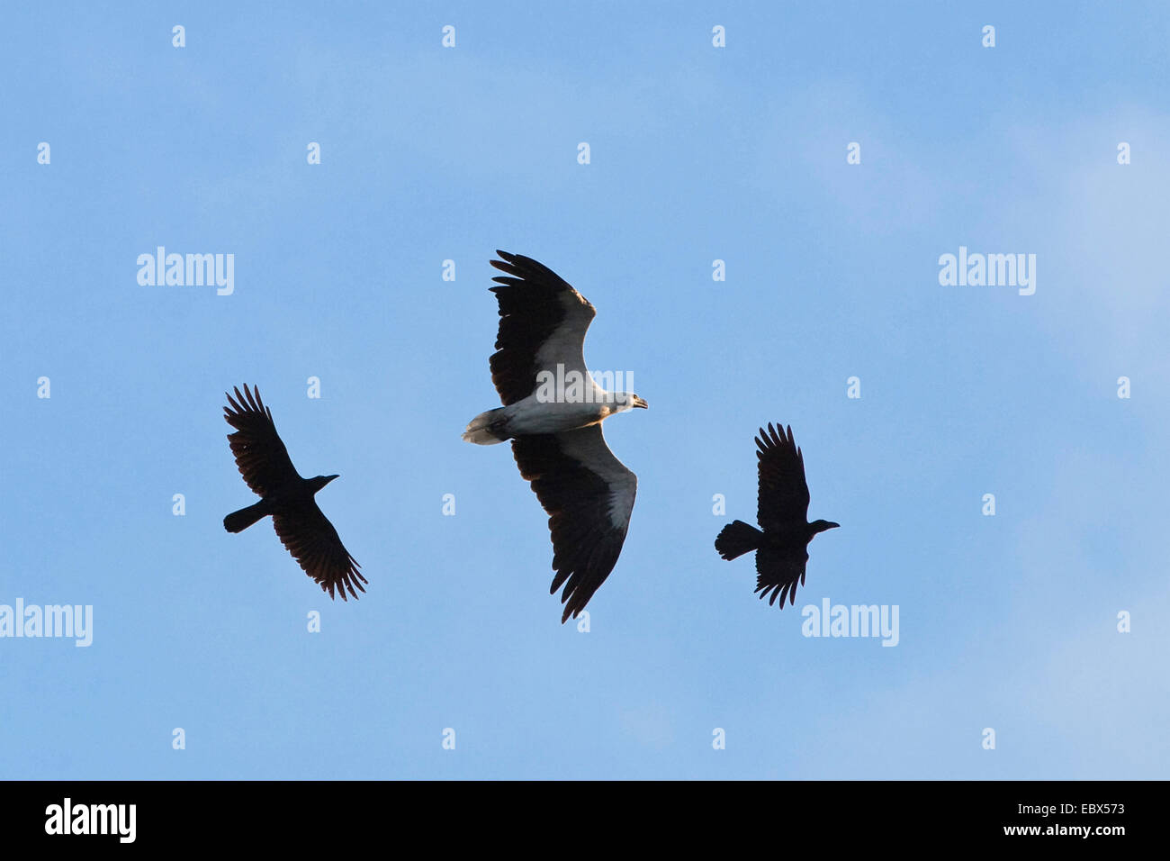 Jungle crow (Corvus macrorhynchos), Jungle Crows attacking White-bellied Sea-Eagle, Haliaeetus leucogaster, India, Andaman Islands Stock Photo