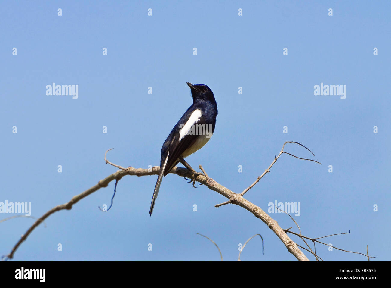 magpie robin (Copsychus saularis), sitting on a branch, India, Andaman Islands Stock Photo