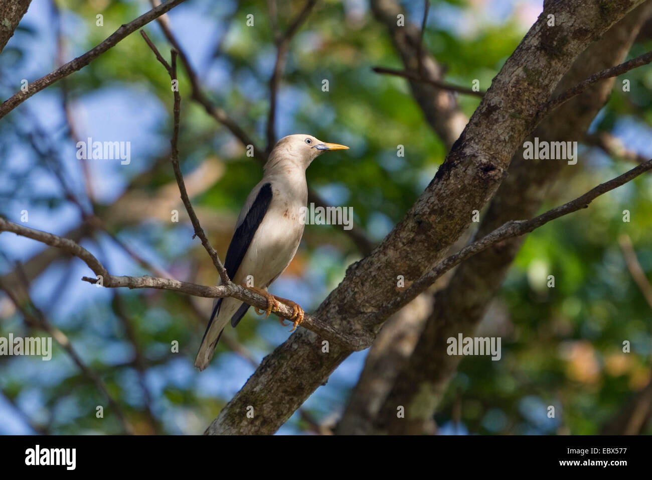 white-headed starling (Sturnus erythropygius), sitting on a branch, India, Andaman Islands, Havelock Island Stock Photo
