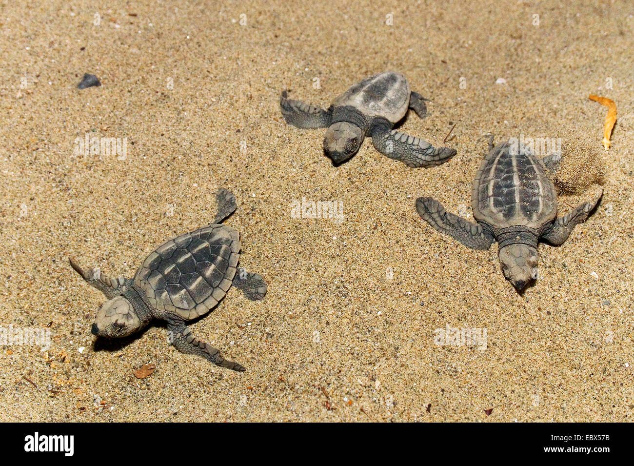 olive ridley (sea turtle), Pacific ridley turtle (Lepidochelys olivacea), just hatched Sea Turtles go to the sea, India, Andaman Islands Stock Photo