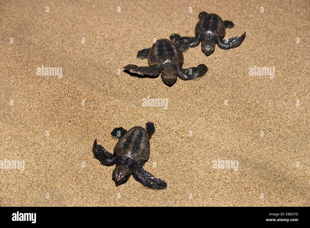 olive ridley (sea turtle), Pacific ridley turtle (Lepidochelys olivacea), just hatched Sea Turtles go to the sea, India, Andaman Islands Stock Photo