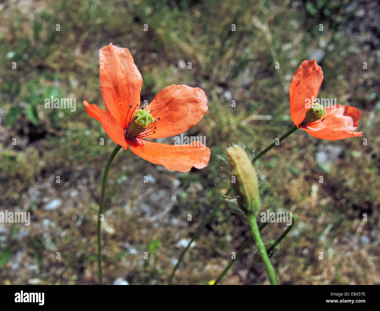 Long-headed poppy, Field poppy (Papaver confine, Papaver dubium ssp. confine), blooming, Germany, Baden-Wuerttemberg Stock Photo