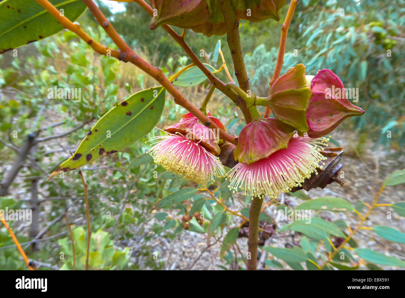 Kingsmills Mallee blossoms, Eucalyptus kingsmillii Stock Photo Alamy