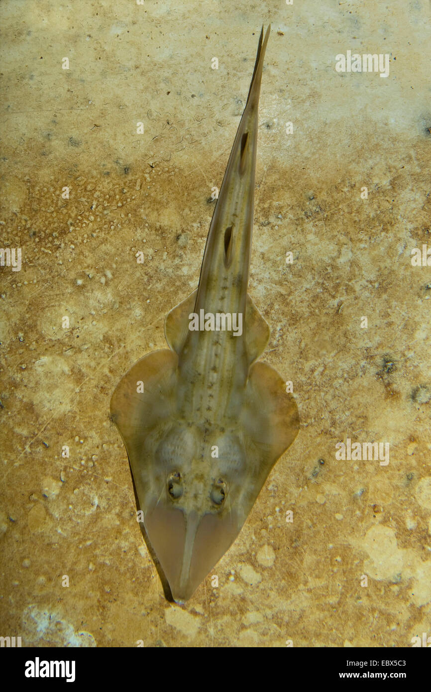 guitarfish (Rhinobatidae), at the sea ground, USA, California Stock Photo