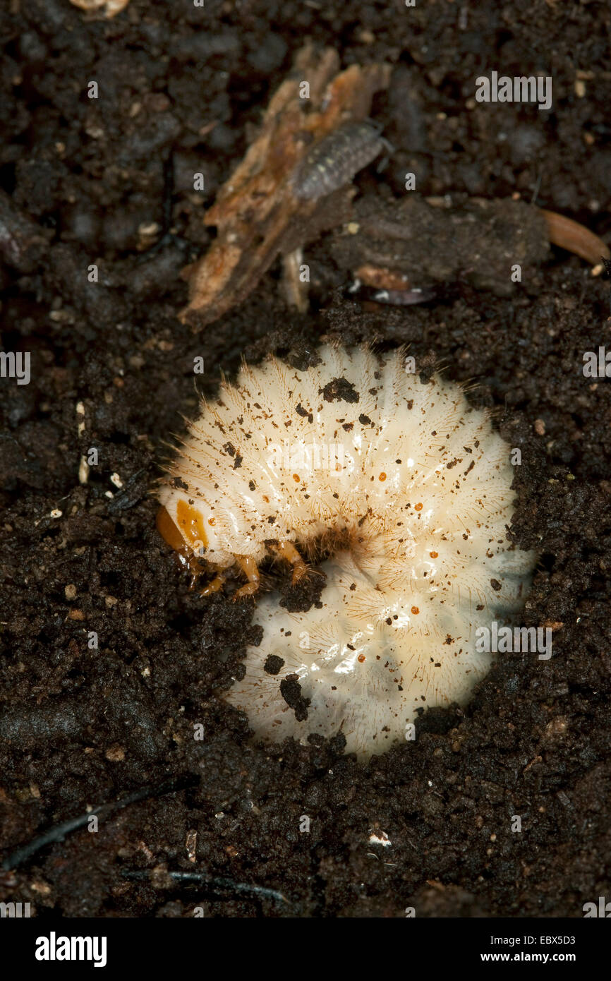 hermit beetle (Osmoderma eremita), larva in brittle oak wood, Germany Stock Photo