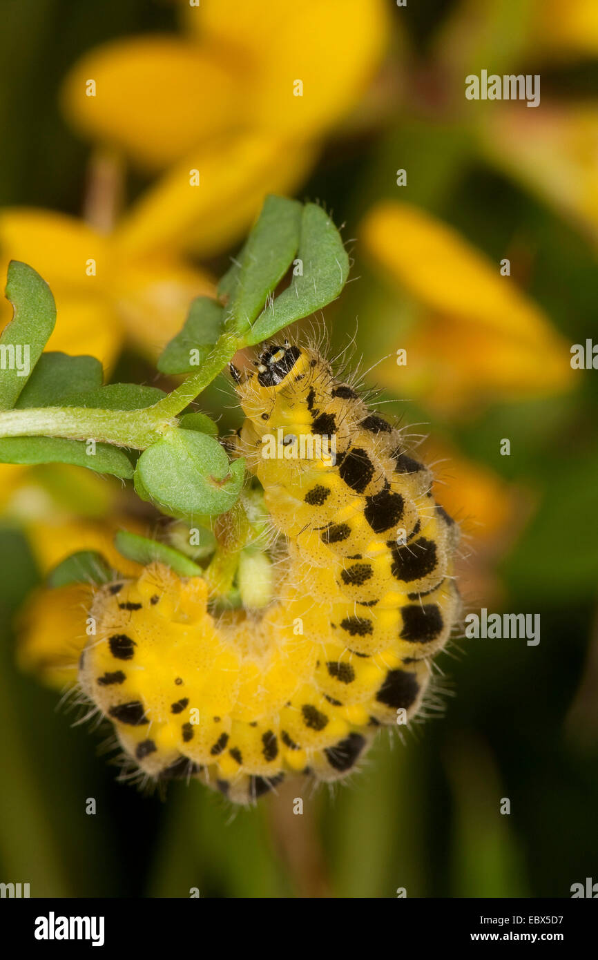 Six-spot burnet (Zygaena filipendulae, Anthrocera filipendulae), caterpillar at Lotus, Germany Stock Photo