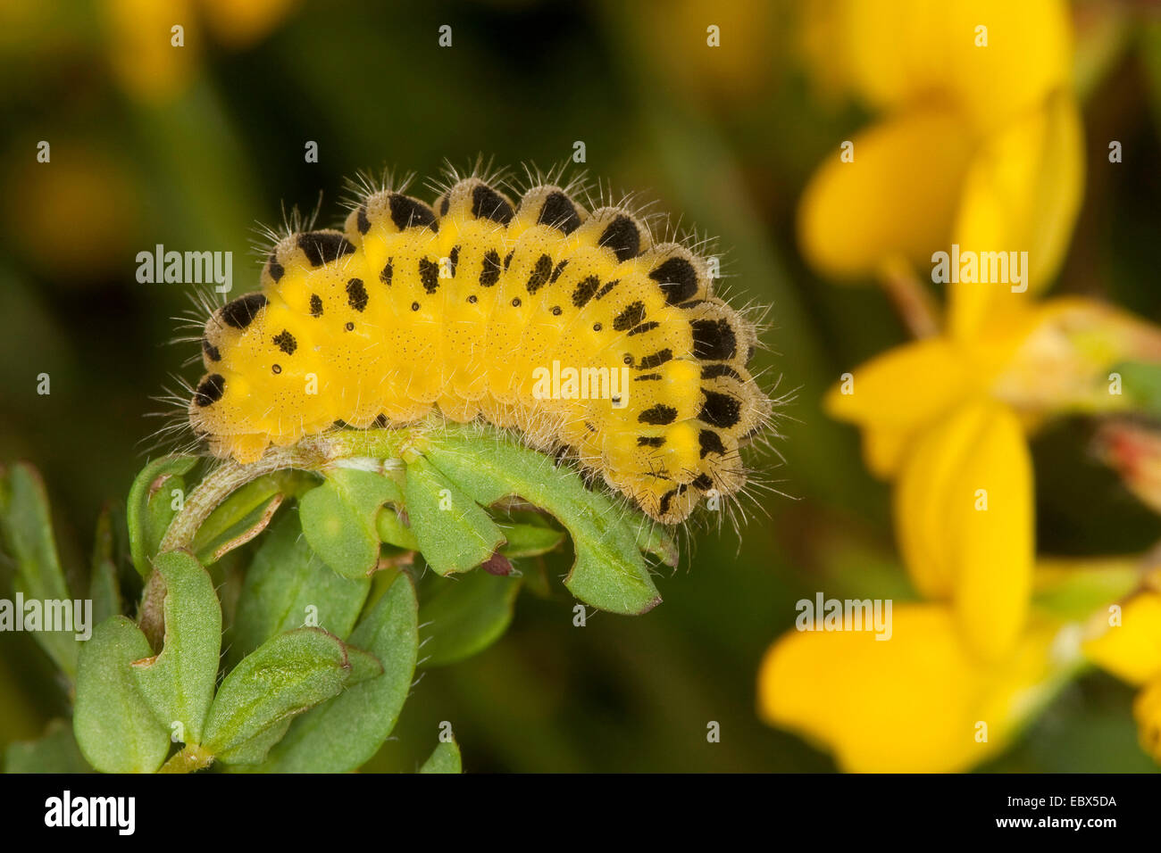 Six-spot burnet (Zygaena filipendulae, Anthrocera filipendulae), caterpillar at Lotus, Germany Stock Photo