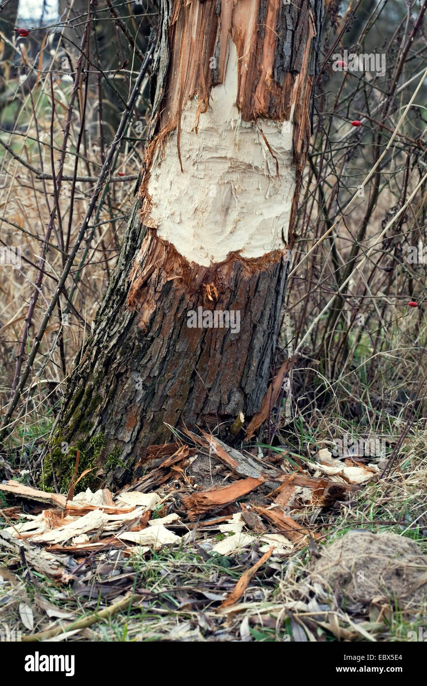 Eurasian beaver, European beaver (Castor fiber), burrows at a tree ...
