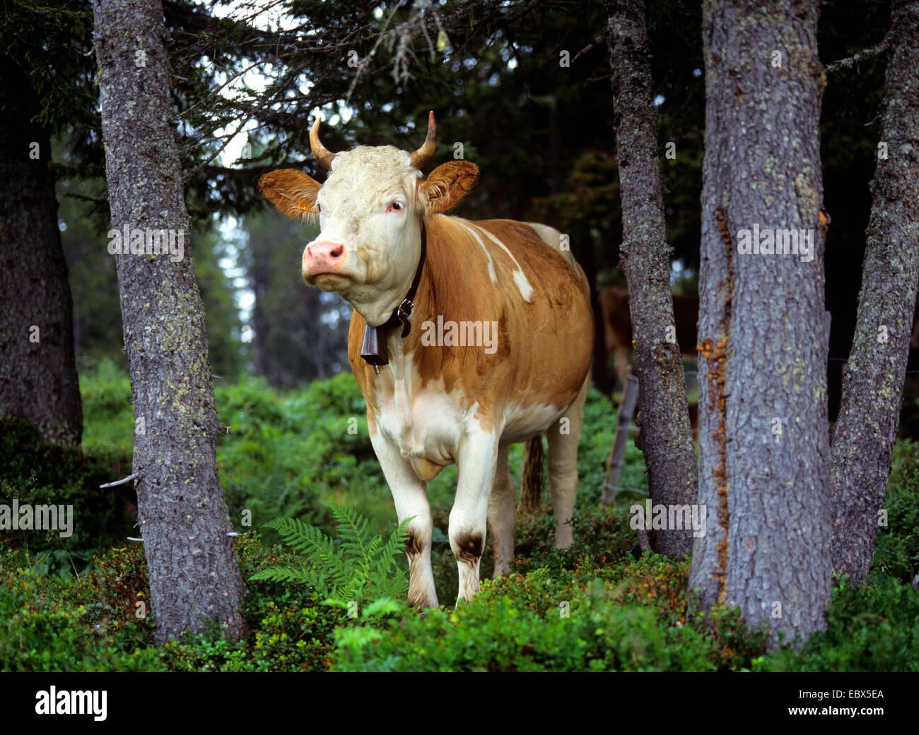 domestic cattle (Bos primigenius f. taurus), Cattle on the pasture, Austria Stock Photo