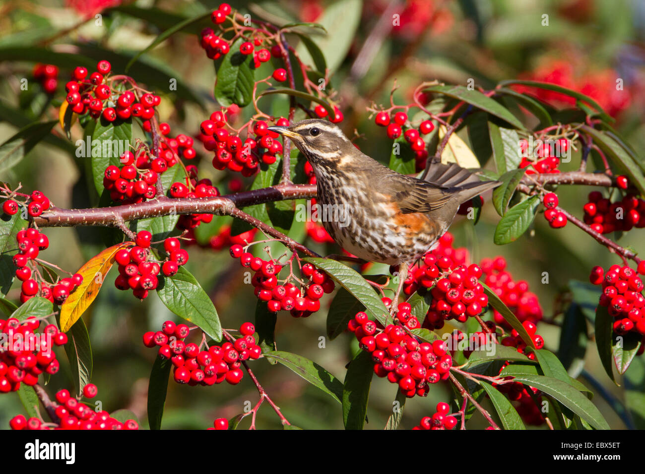 Redwing (Turdus iliacus) feeding from a cotoneaster hedge full of red berries, in Worcestershire, England, UK. Stock Photo