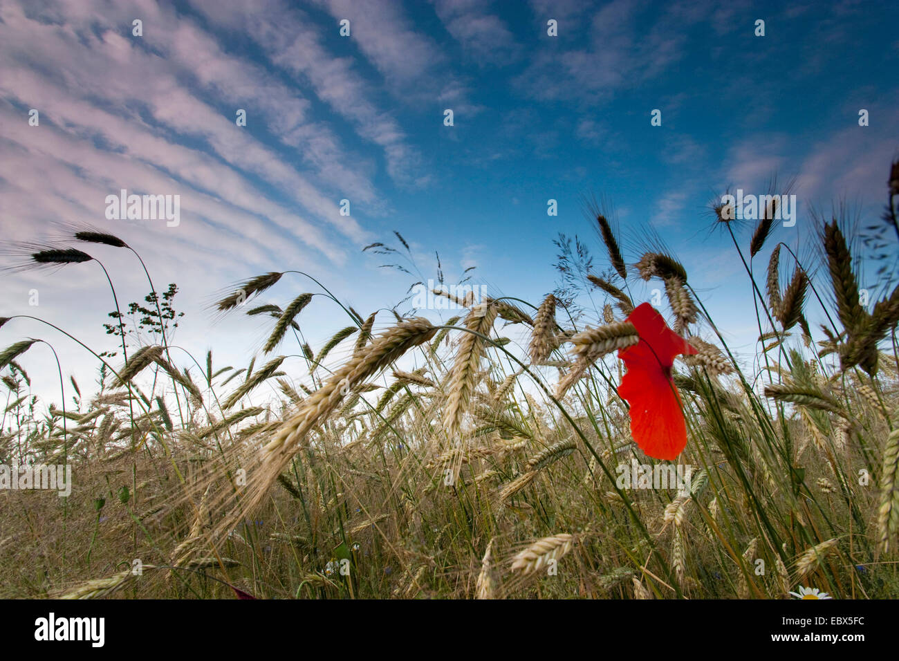 common poppy, corn poppy, red poppy (Papaver rhoeas), barley field with poppy, Germany, Brandenburg, Vogtlaendische Schweiz Stock Photo