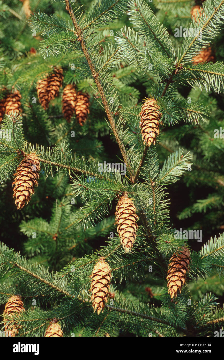 Douglas fir (Pseudotsuga menziesii), twig with cones Stock Photo