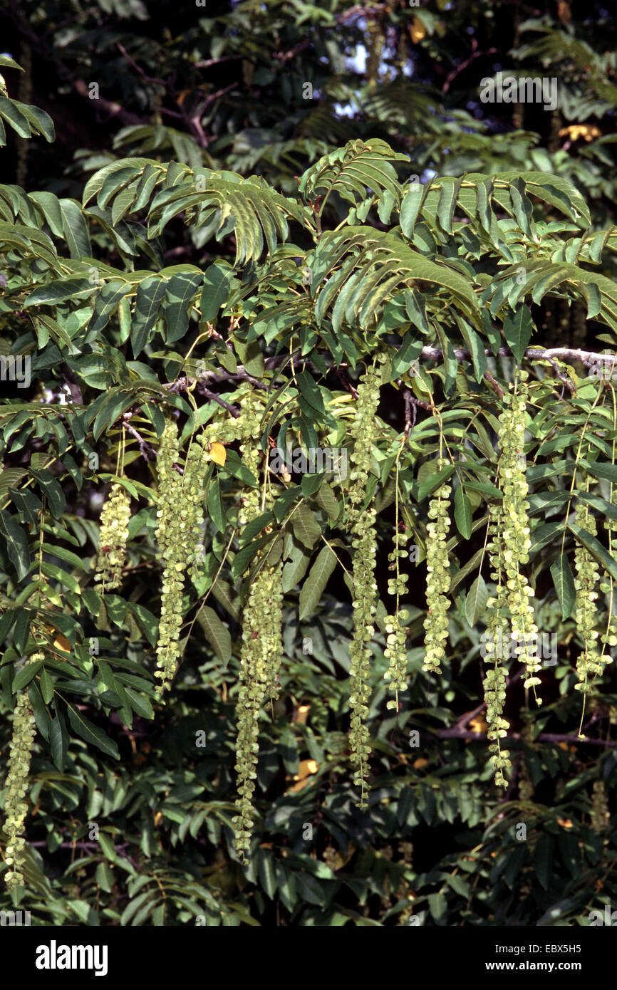 Caucasian Wingnut (Pterocarya fraxinifolia), branches with infrutescences Stock Photo