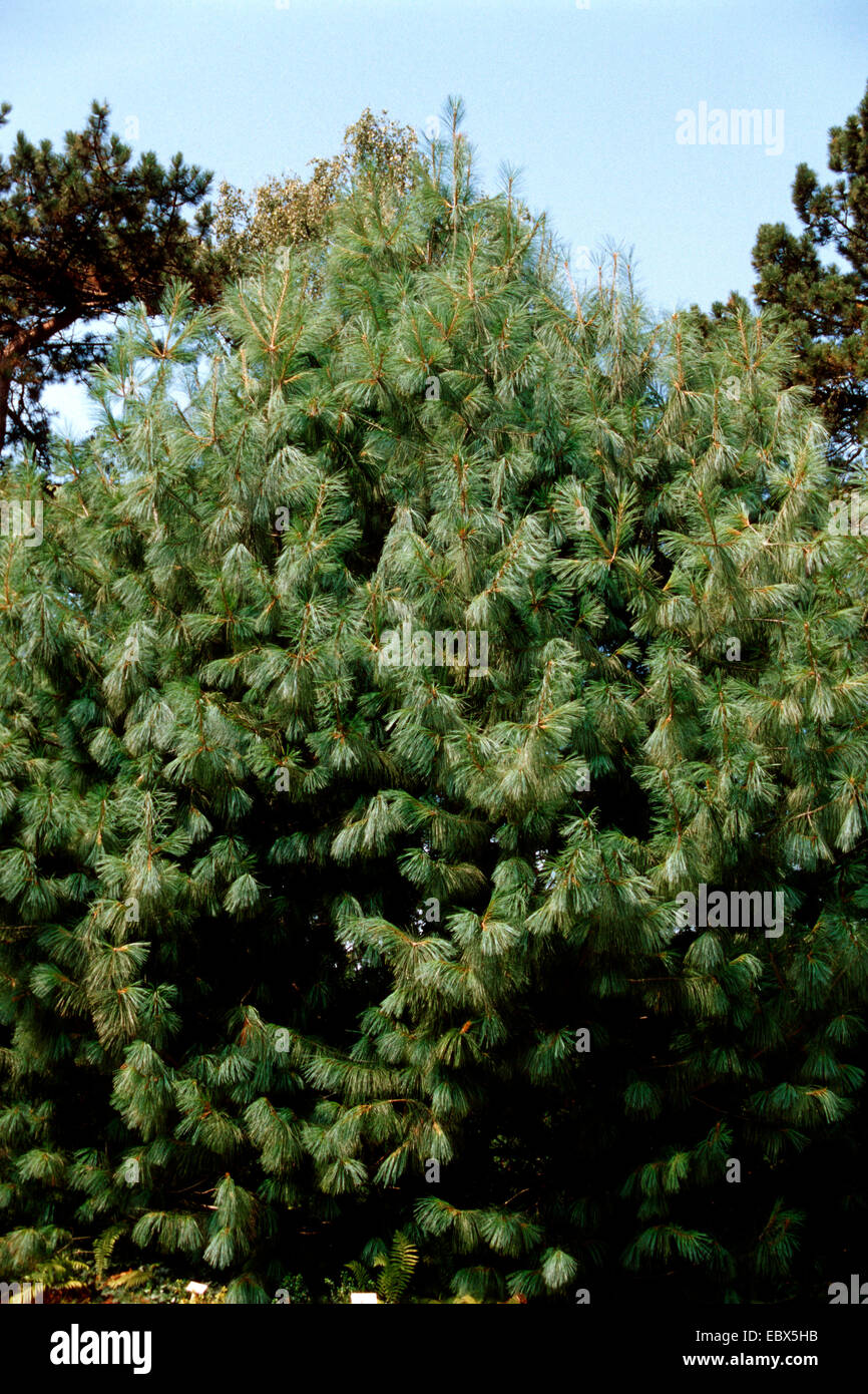 Bhutan Pine, Himalayan Pine (Pinus wallichiana), single tree Stock Photo