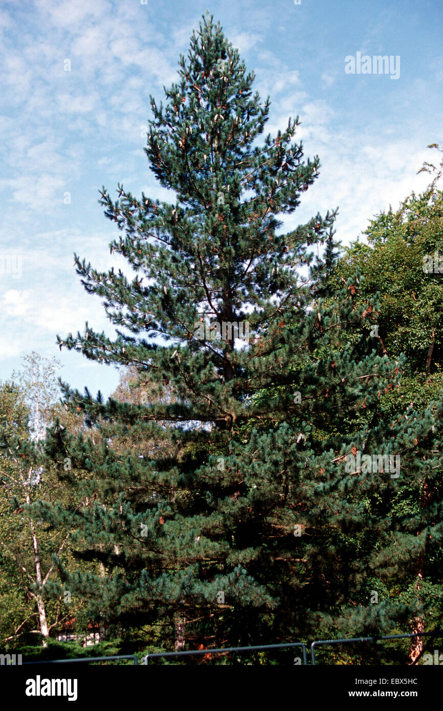 Macedonian pine,  Balkan pine (Pinus peuce), single tree Stock Photo