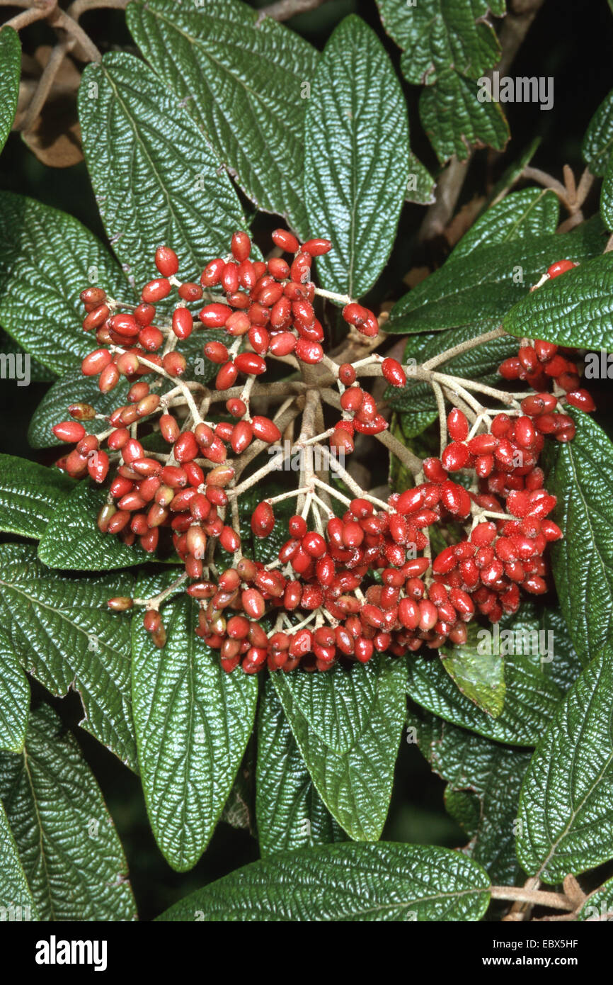 leatherleaf viburnum (Viburnum rhytidophyllum), with fruits Stock Photo