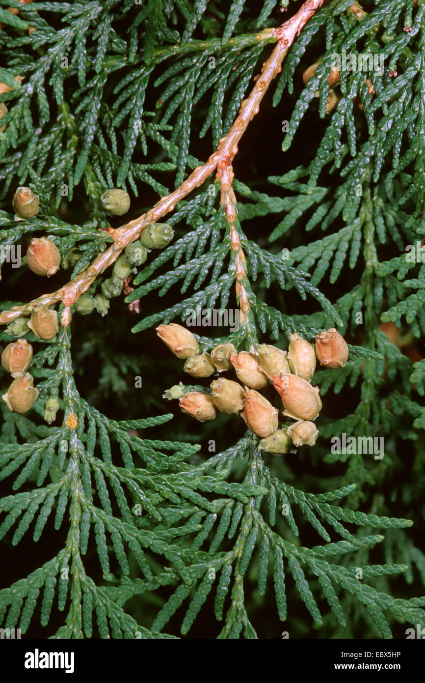 yellow cedar, eastern white cedar (Thuja occidentalis), branches with cones Stock Photo