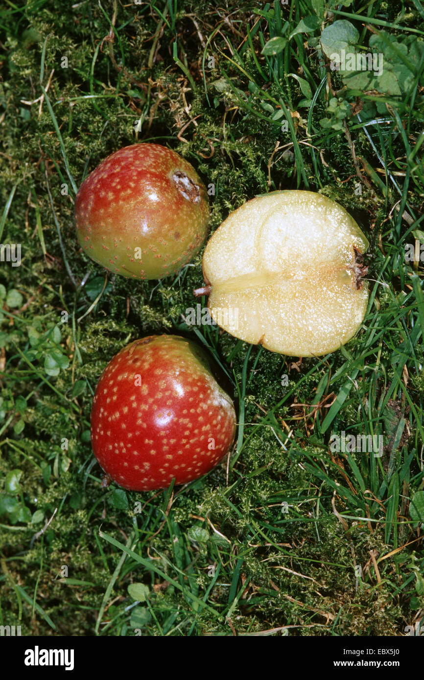 service-tree (Sorbus domestica), fruits lying on the ground one of it sliced, Germany Stock Photo