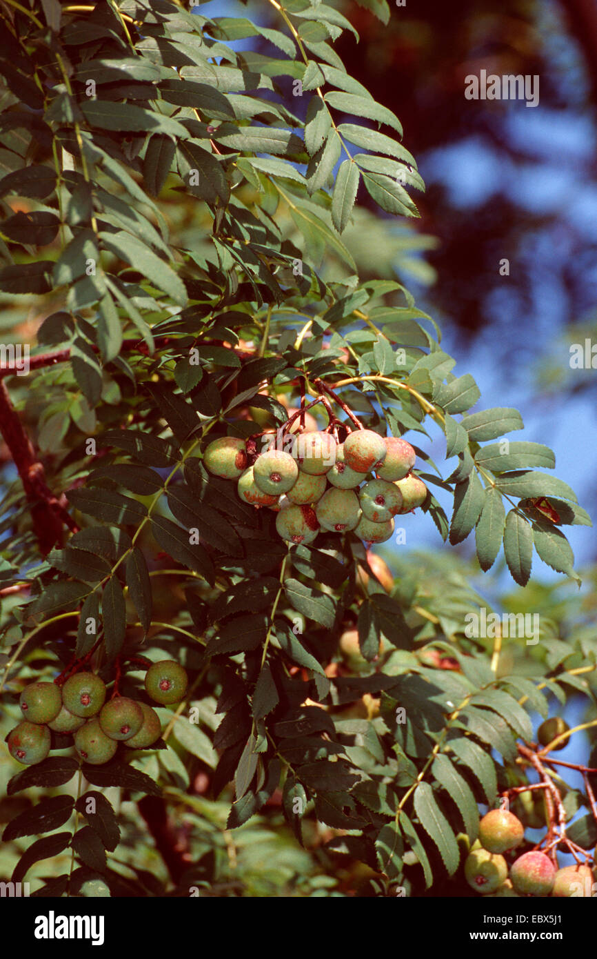 service-tree (Sorbus domestica), with fruits, Germany Stock Photo