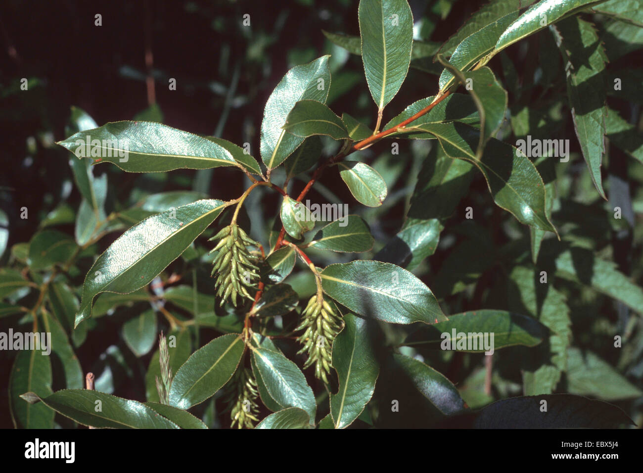 Laurel willow salix pentandra hires stock photography and images Alamy