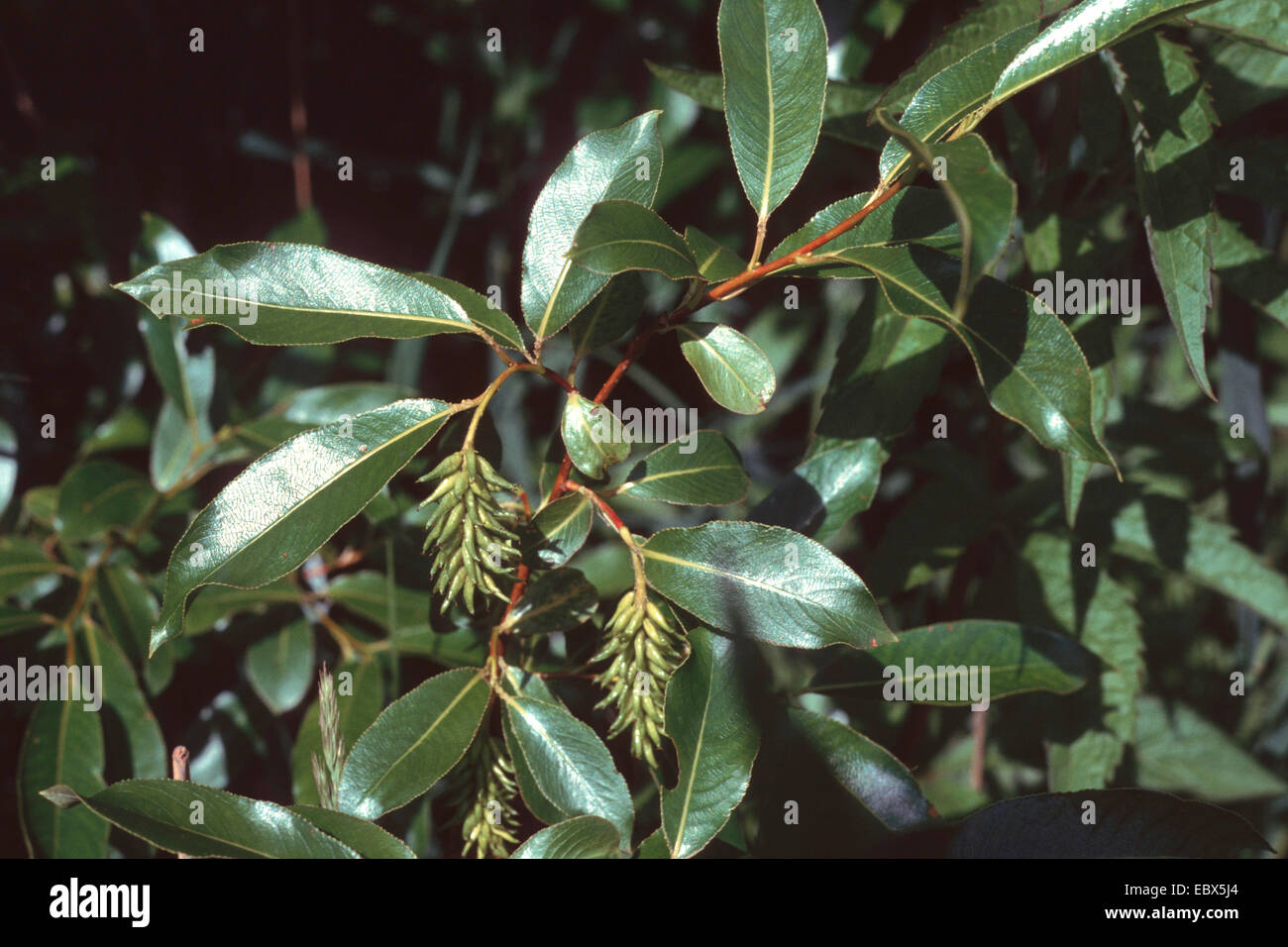 bay willow, bay-leaved willow, laurel willow (Salix pentandra), fruiting, Germany Stock Photo