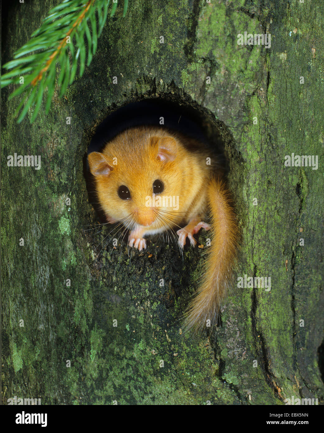 common dormouse, hazel dormouse (Muscardinus avellanarius), looking out of a tree hole, Germany Stock Photo