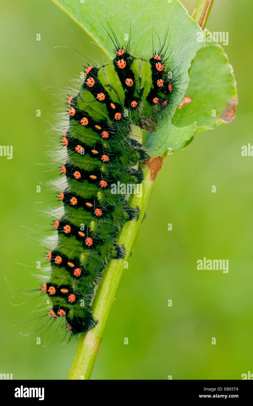 emperor moth (Saturnia pavonia, Eudia pavonia), caterpillar sitting at a sprout, Germany, Rhineland-Palatinate Stock Photo