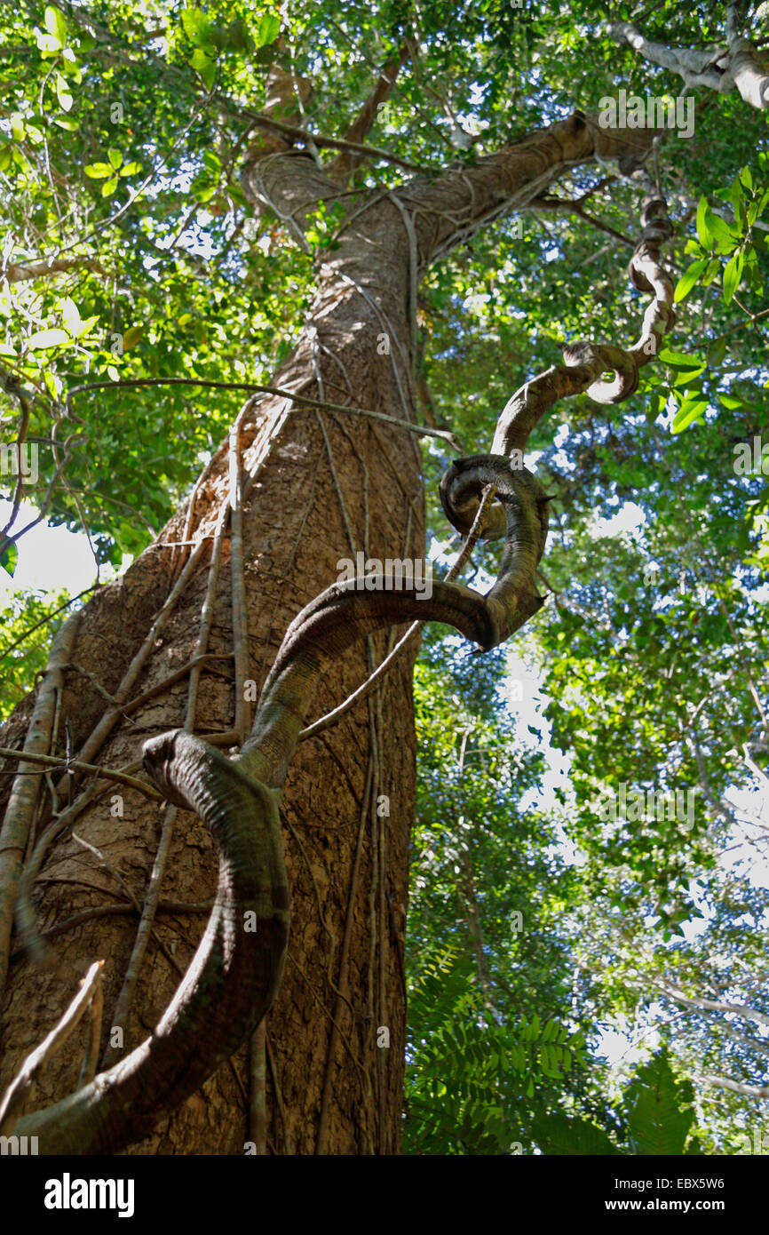 Tree Creeper Plant Stock Photos & Tree Creeper Plant Stock Images Alamy