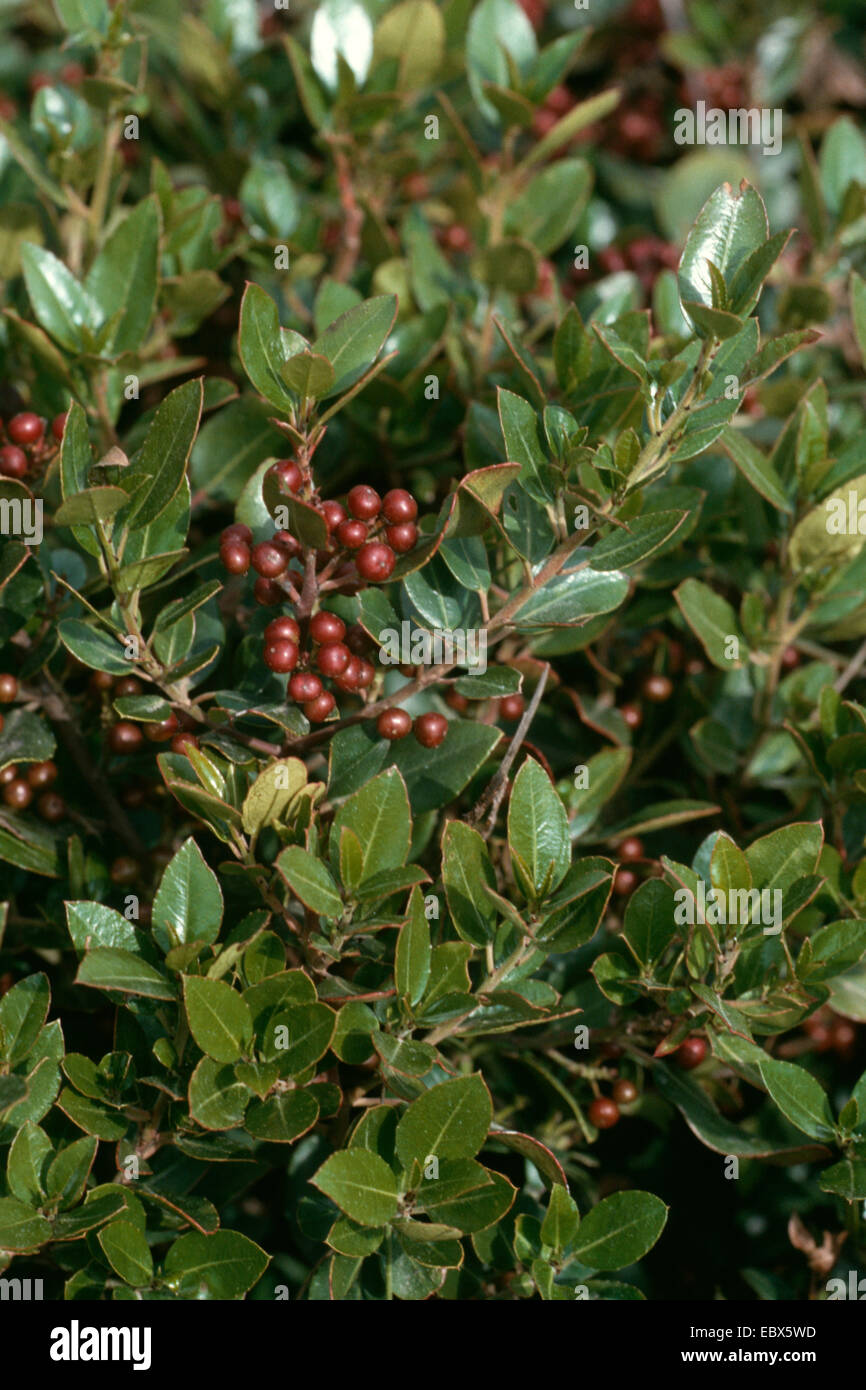 Italian Buckthorn (Rhamnus alaternus), branch with fruits Stock Photo