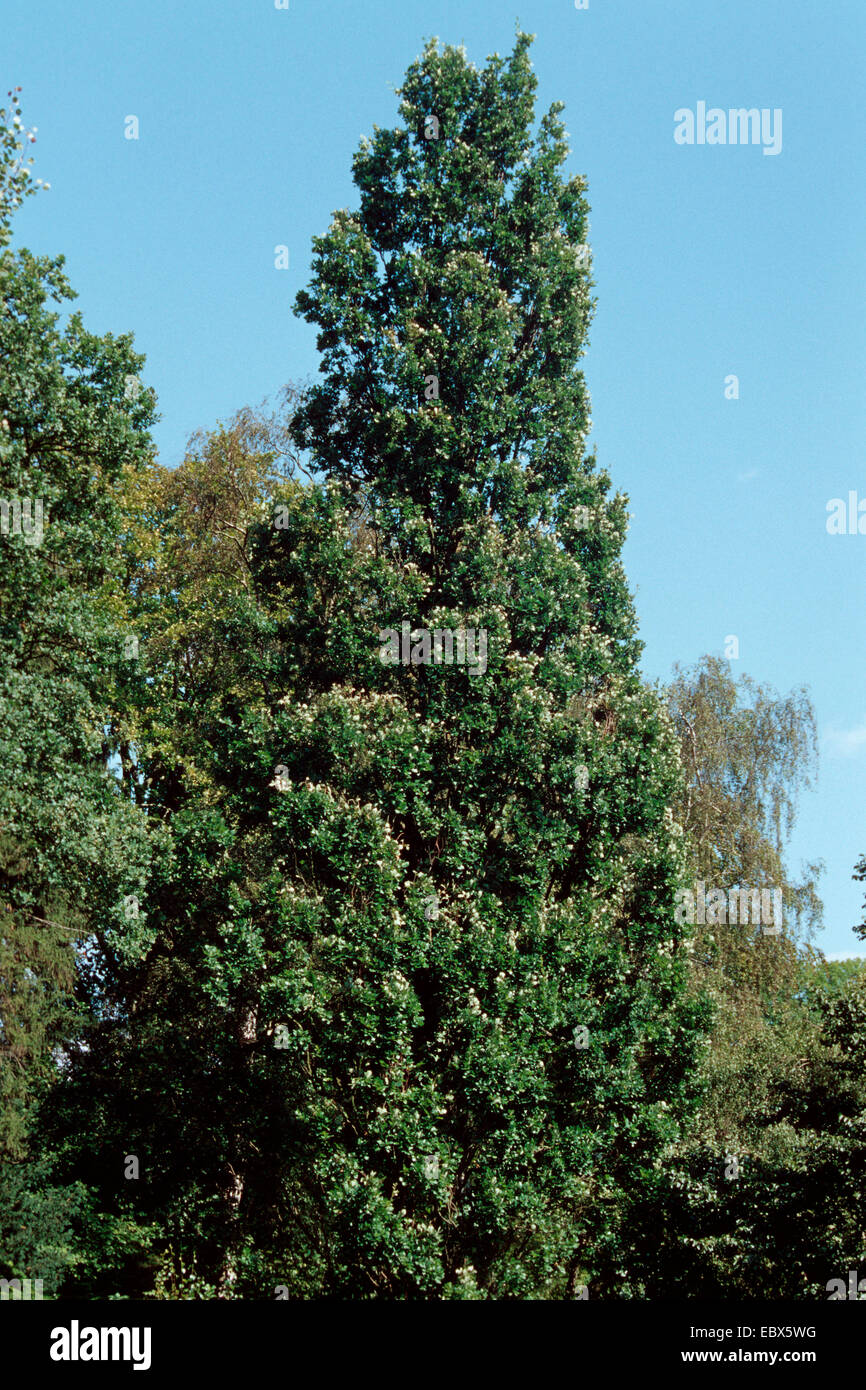 common oak, pedunculate oak, English oak (Quercus robur 'Fastigiata', Quercus robur Fastigiata), Fastigiata, single tree Stock Photo