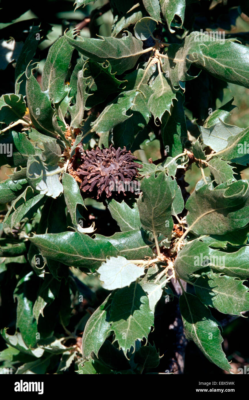 Dyer's oak, Vallonian oak (Quercus macrolepis), branch with fruit, Greece, Crete Stock Photo