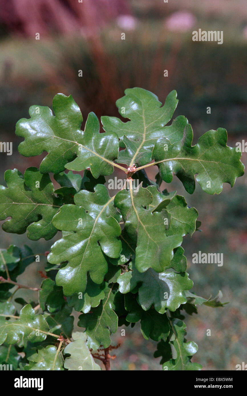 Downy Oak (Quercus pubescens), branch with leaves Stock Photo