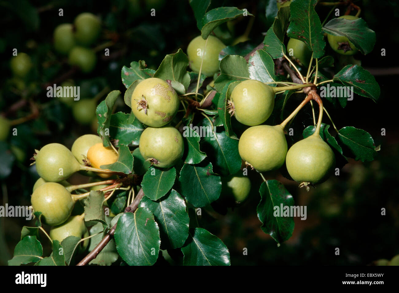 Wild Pear (Pyrus pyraster), fruits, Germany Stock Photo