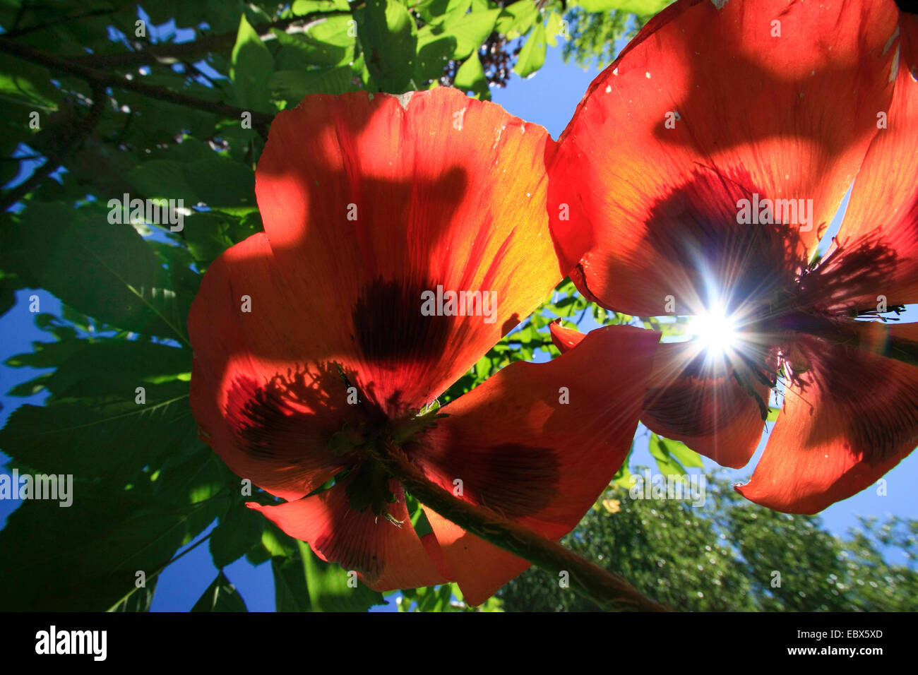Oriental poppy (Papaver orientale), sunlight in red poppy, Germany, Saxony, Vogtlaendische Schweiz Stock Photo