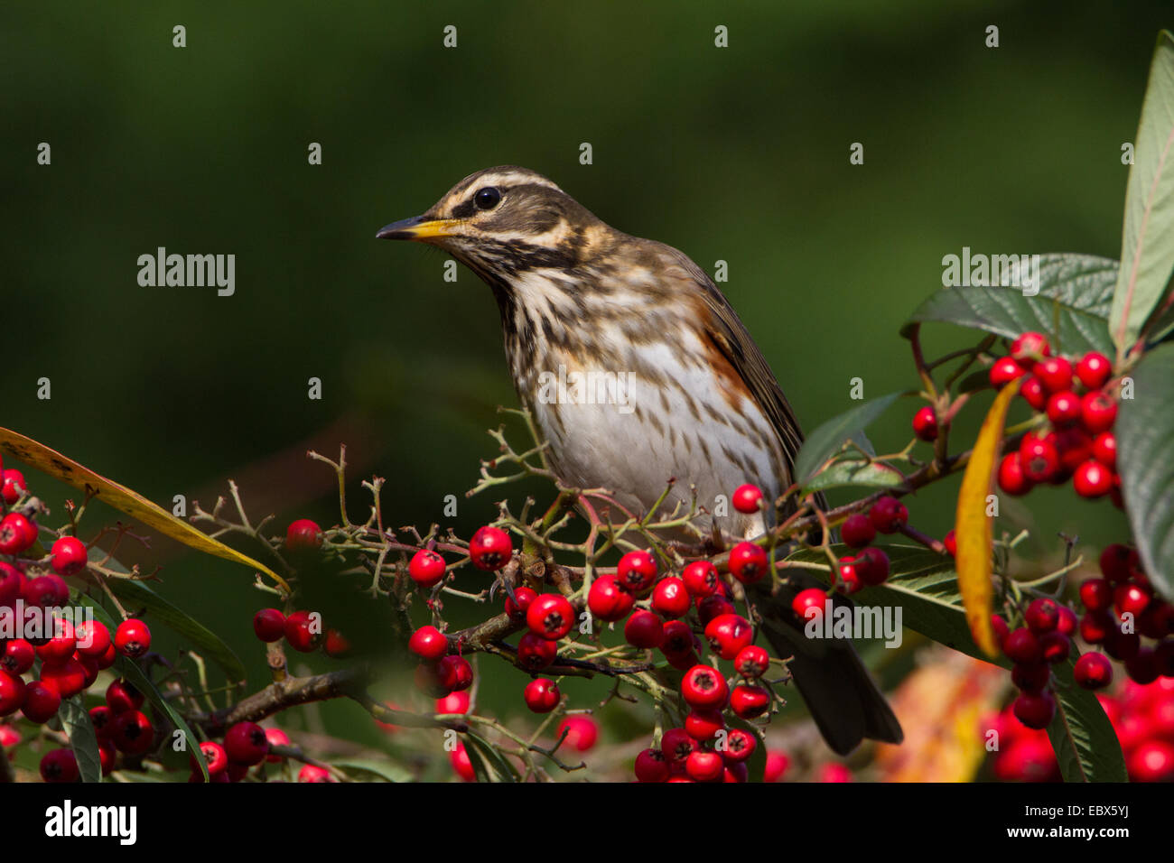 Redwing (Turdus iliacus) feeding from a cotoneaster hedge full of red berries, in Worcestershire, England, UK. Stock Photo