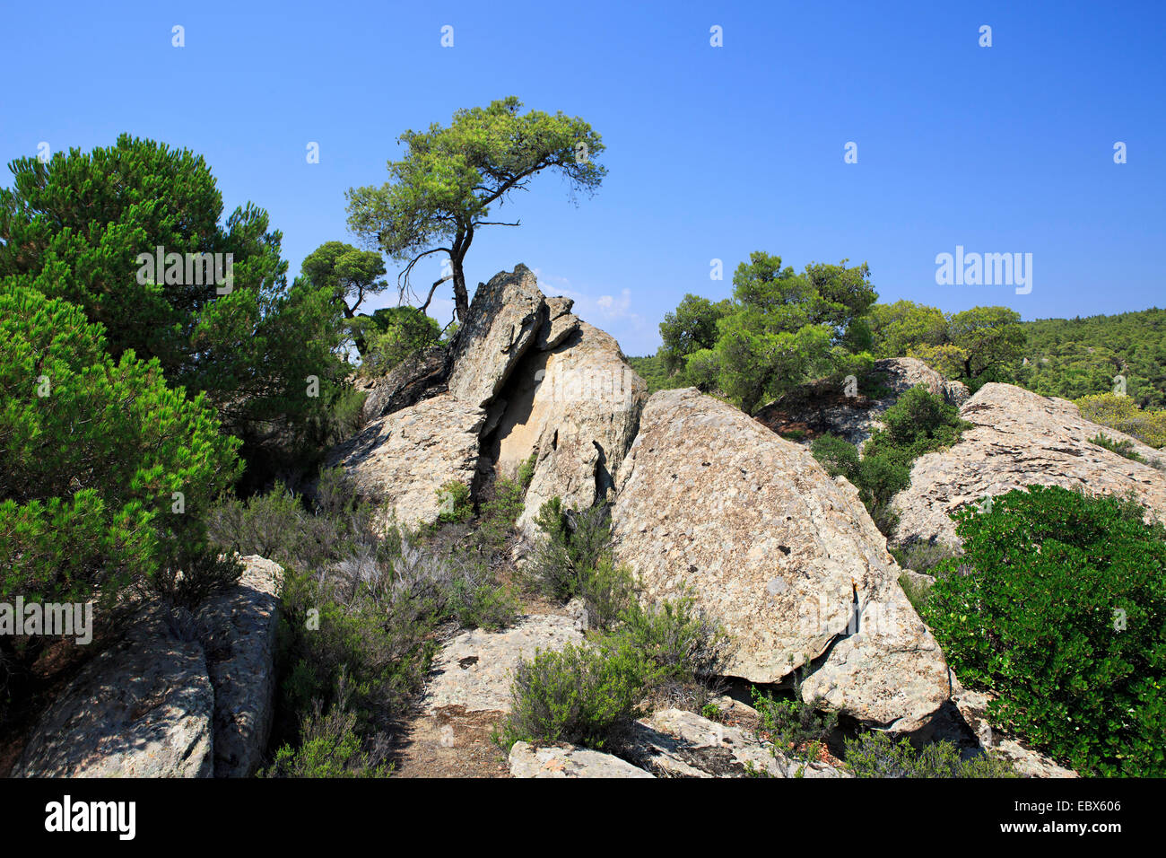 Vegetation Under Rocks Beautiful vegetation in the rocks Stock Photo - Alamy