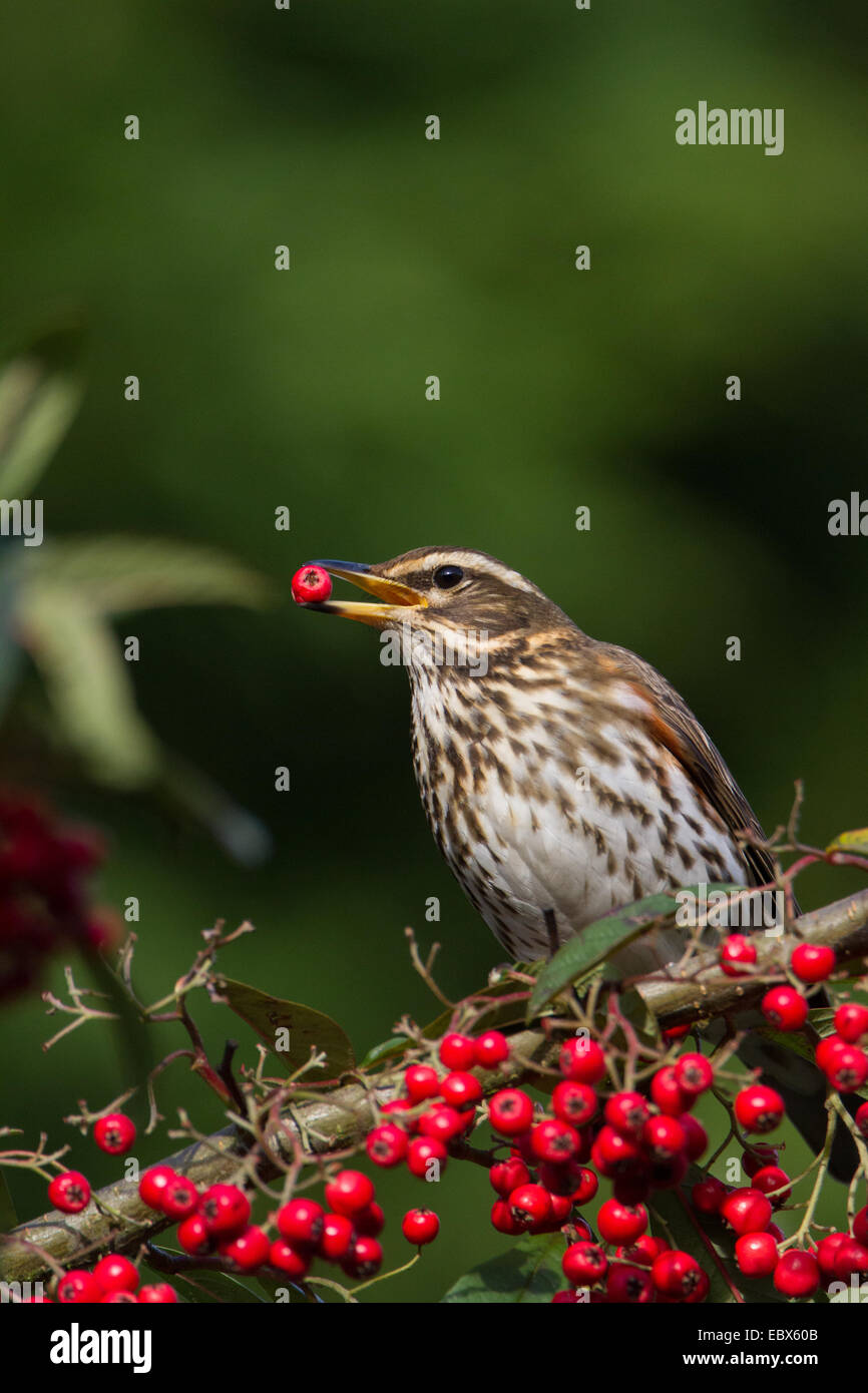 Redwing (Turdus iliacus) feeding from a cotoneaster hedge full of red