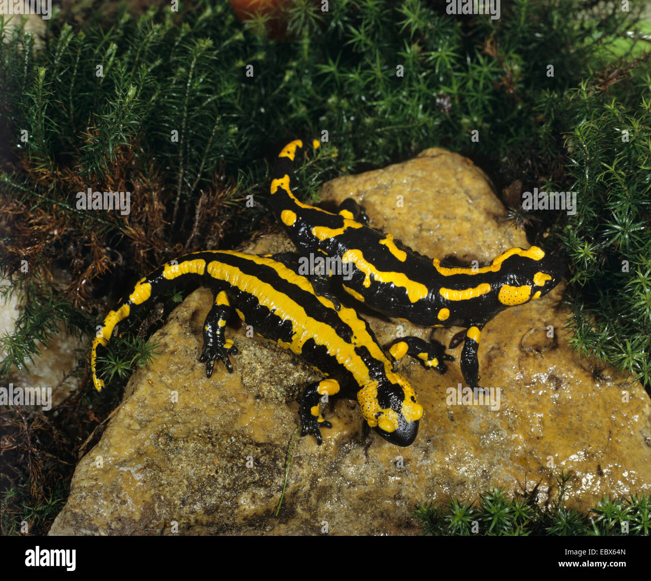 Two color salamander hi-res stock photography and images - Alamy