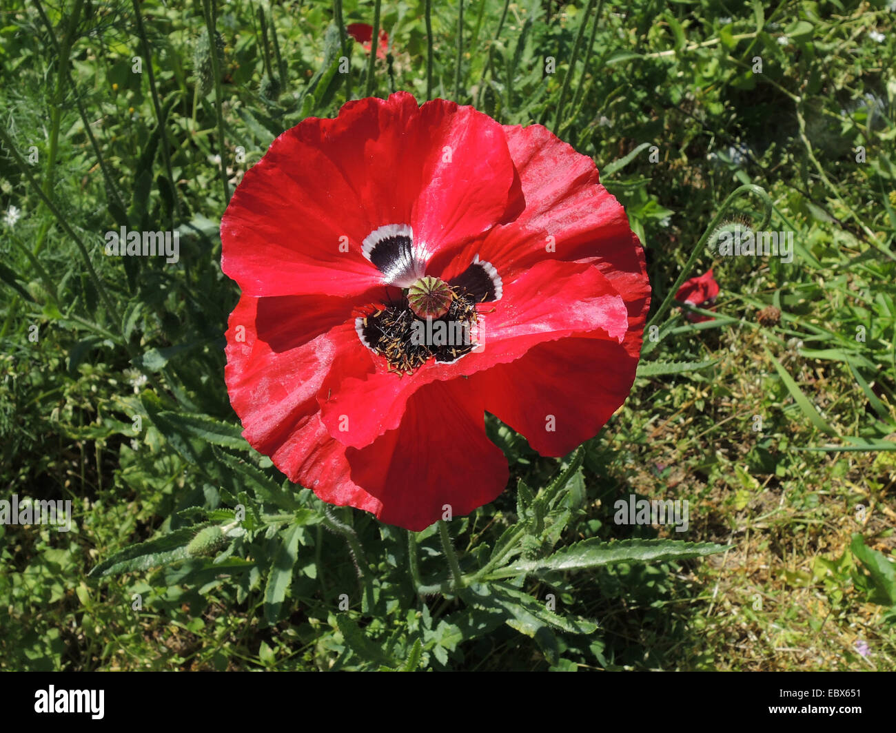 Common poppy, Corn poppy, Red poppy (Papaver rhoeas), flower with black and white spot, Germany Stock Photo