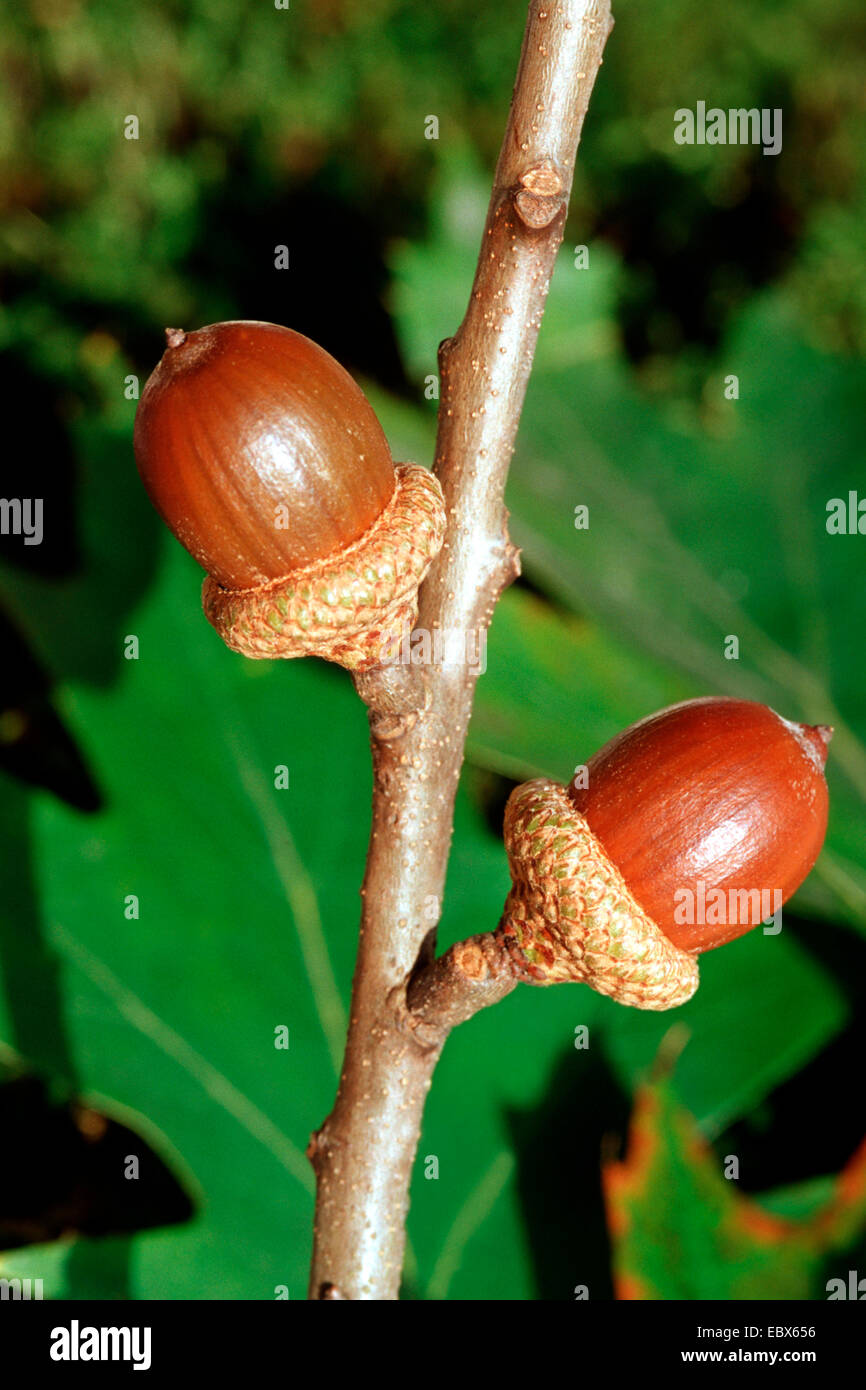 northern red oak (Quercus rubra), acorns on a branch Stock Photo - Alamy, image size:866x1390