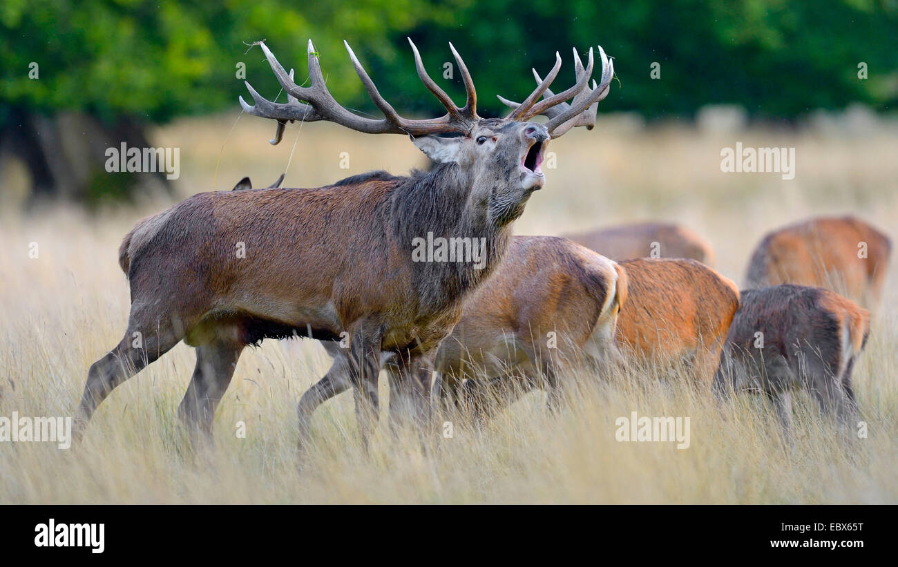 red deer (Cervus elaphus), roaring stag with several harts in a meadow, Denmark Stock Photo