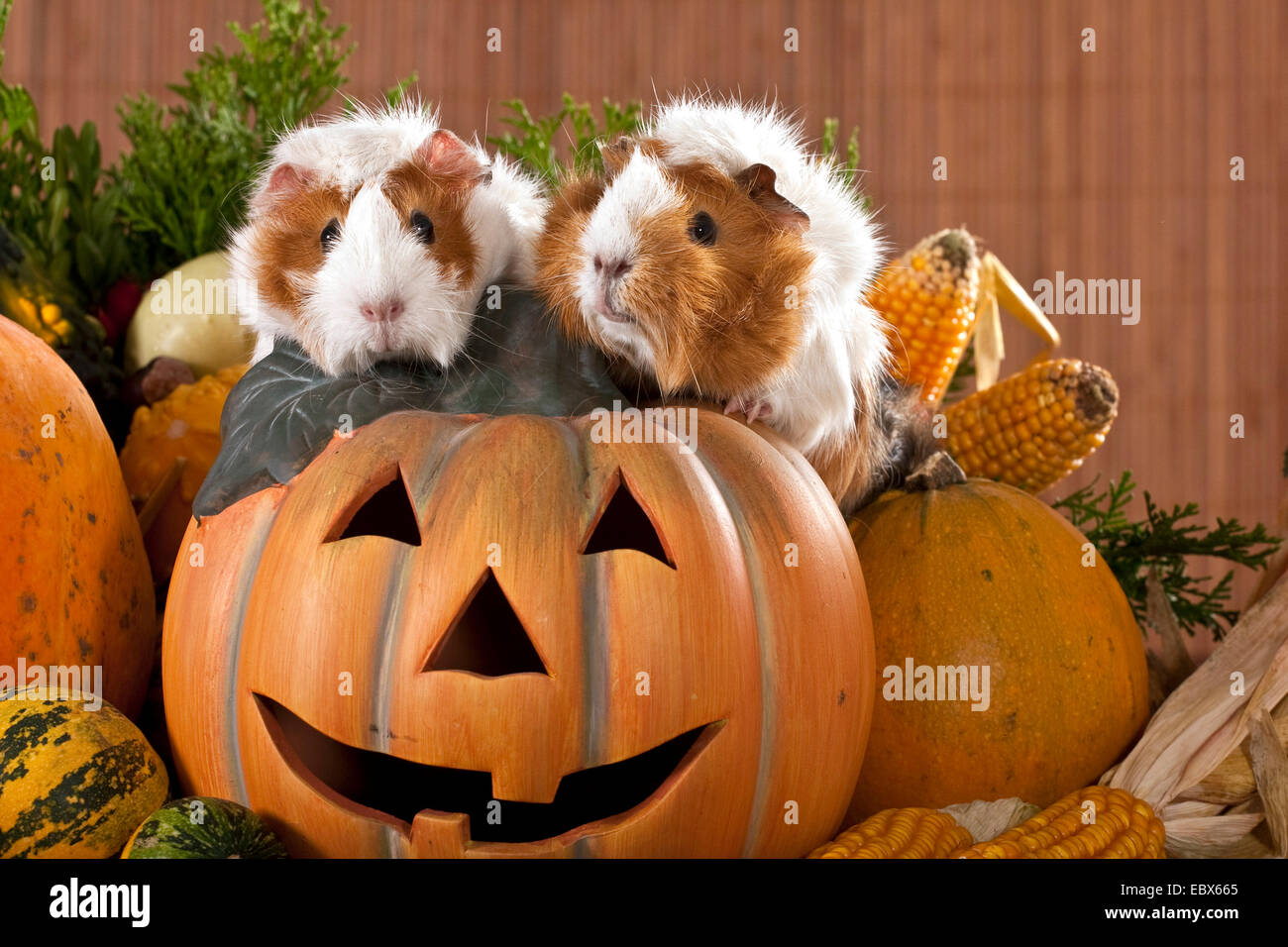Cavy Guinea Pig Cavia Spec Sitting On A Halloween Pumpkin Stock cavy-guinea-pig-cavia-spec-sitting-on-a-halloween-pumpkin-stock