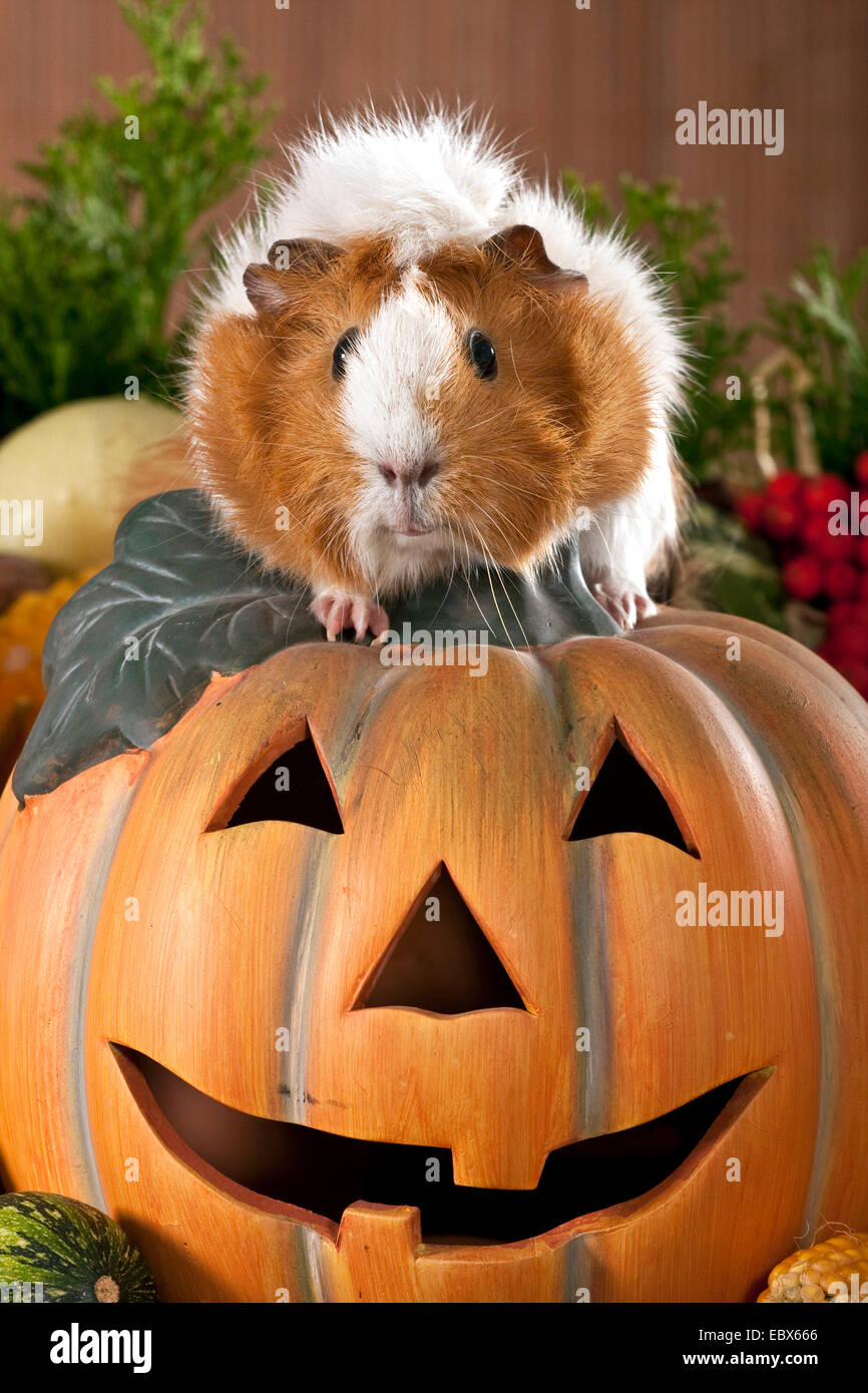 cavy, guinea pig (Cavia spec.), sitting on a halloween pumpkin Stock