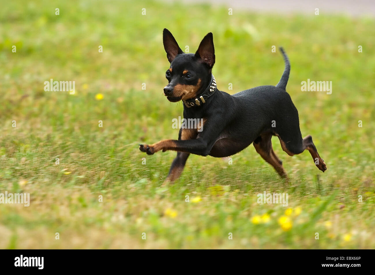 Prazsky krysarik, Prague Ratter (Canis lupus f. familiaris), running over a meadow, Germany Stock Photo